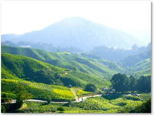 Link zu Grüner Tee bei Haushaltswaren Maurer