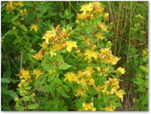 Link zu Kräutertee bei Haushaltswaren Maurer